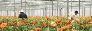 At Year's End, the Floral Industry Sees Results in Washington