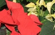 Give Poinsettia Flier and Brochure to Customers