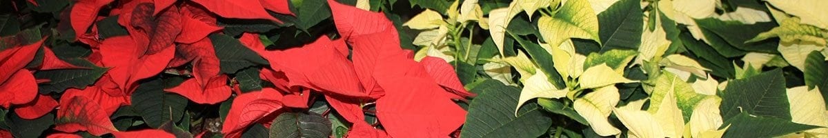 poinsettia_1200x200 poinsettias