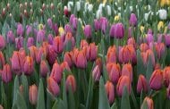 Designing with Tulips: A Mind of Their Own