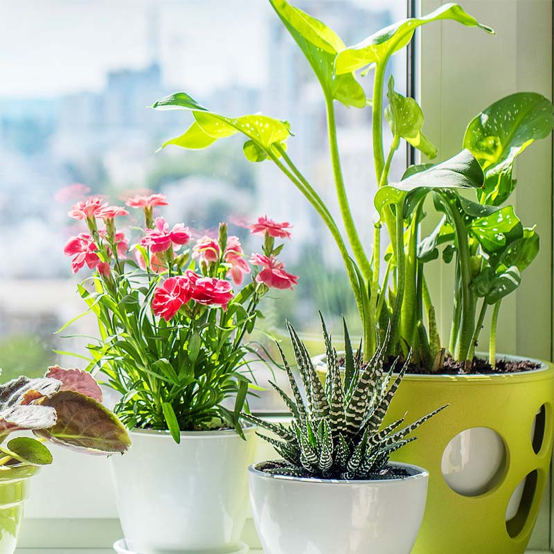 SAF-PlantEvent-window The Great Big Plant Event