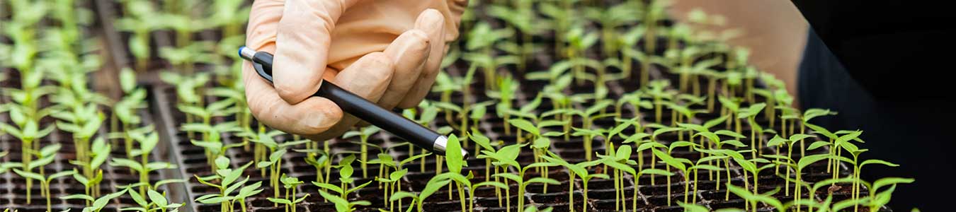 SAF-section-SAF-section-900x200.jpg-900x200 seedlings