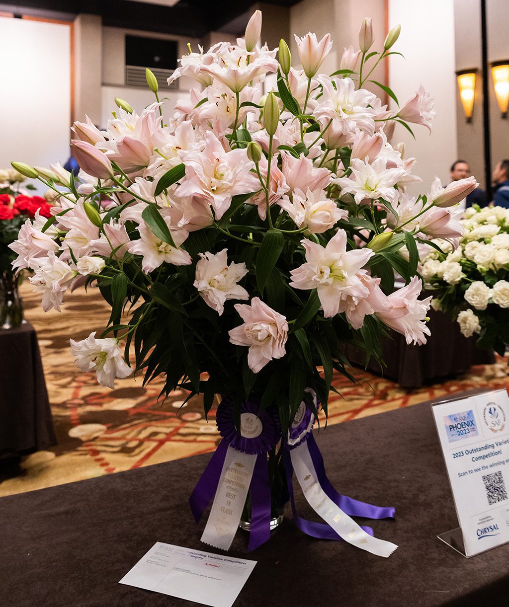 ‘Amistad’ Double Oriental Lily Wins Outstanding Varieties Competition