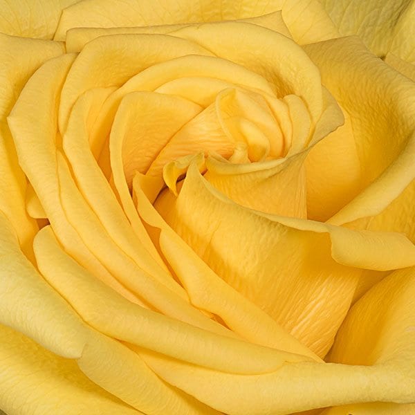Rose - close up yellow