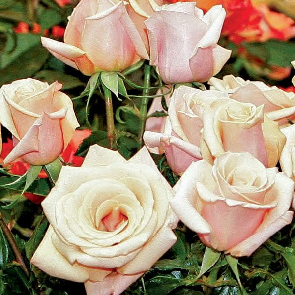 Roses - Blush Pink