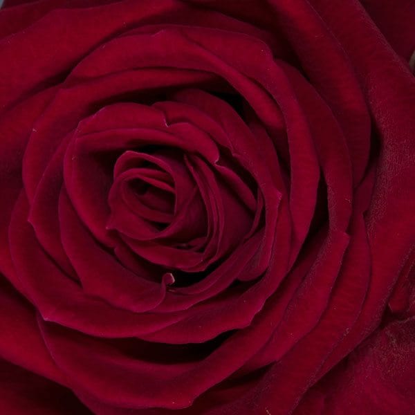 Red rose-close up