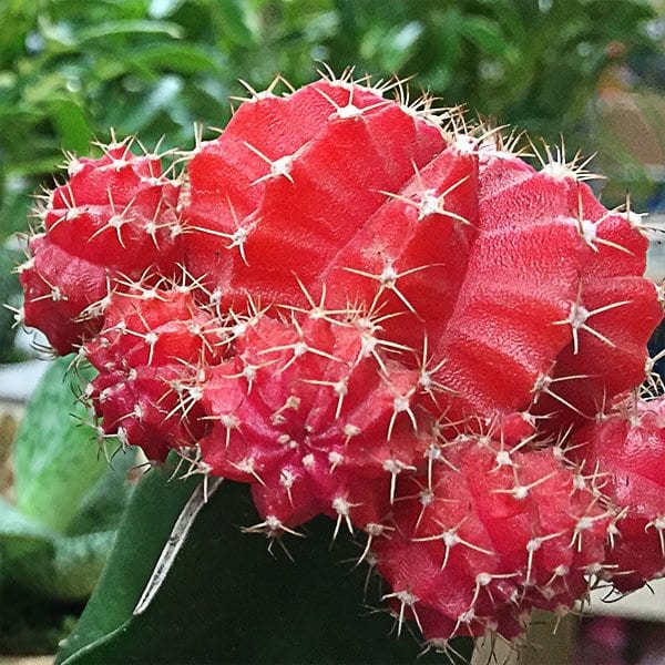 Cactus_red