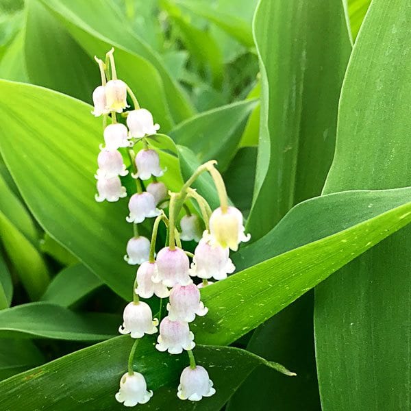 Lily-of-the-valley-closeup